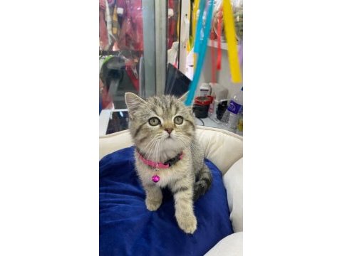 British shorthair yavrumuz