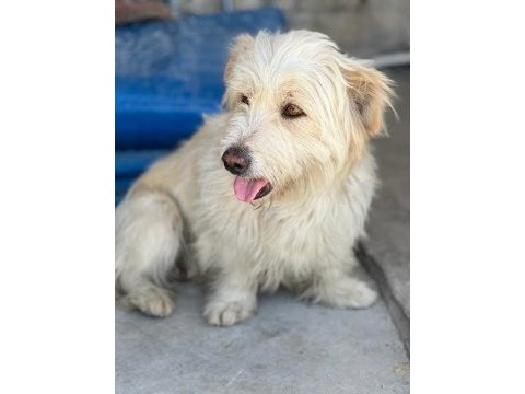 Terrier 2 yaşında maltese