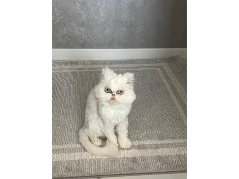 İran kedimi ücretsiz sahiplendiriyorum