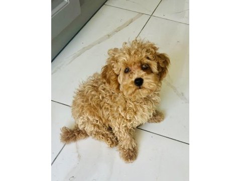 2 aylık aşıları başlanmış dişi toy poodle