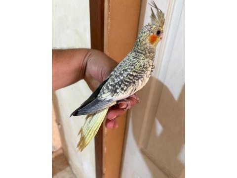 64 günlük uysal sultan papağanı bebek