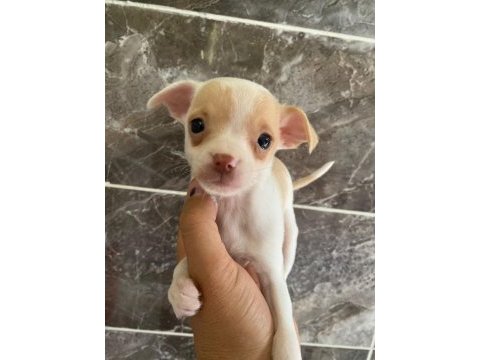 Chihuahua sevgililer gününe özel kampanya