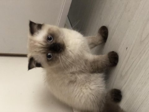 3 aylık scottish fold yeni yuvasını arıyor