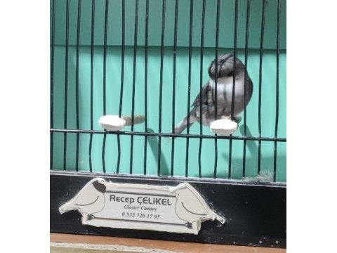 Gloster kanaryalar