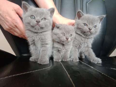 Safkan ayı surat yavrularımız scottish fold