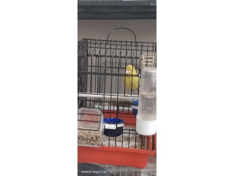Kanarya ve kafes çeşitleri