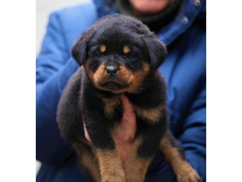 Şecereli şampiyon rottweiler yavrular