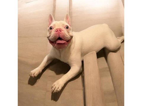 Kusursuz erkek fransız bulldog