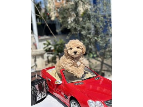 Mini f1 maltipoo yavrularımız