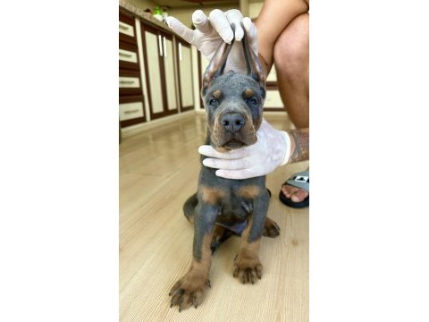 Şampiyon kan hattı a scr(kif-fcı) özel renk doberman