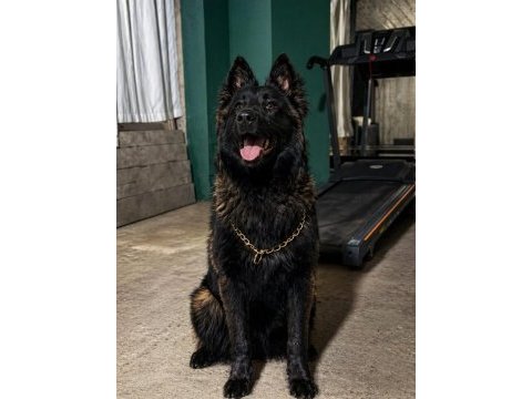 Sevgine zamanına emeğine değecek köpek arayanlara