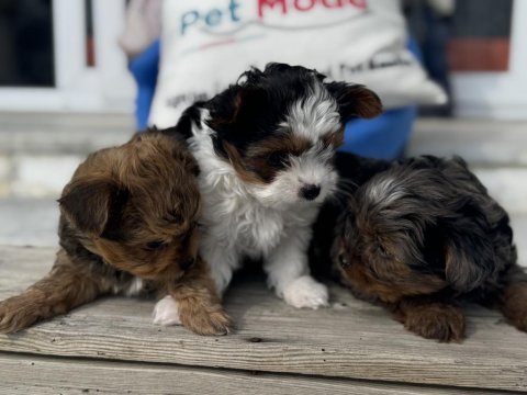 Show kalite tea cup morkie yavrular ziyarete açık