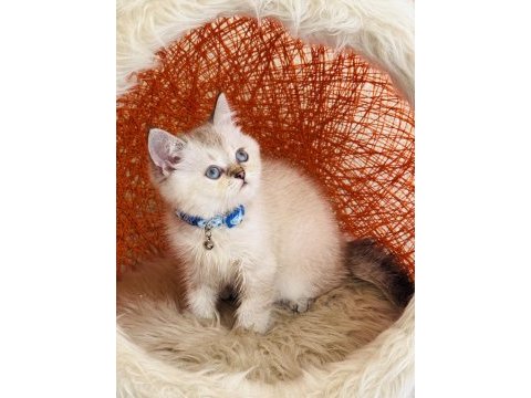 British shorthair silver point