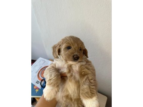 1.5 aylık orjinal maltipoo yavruları