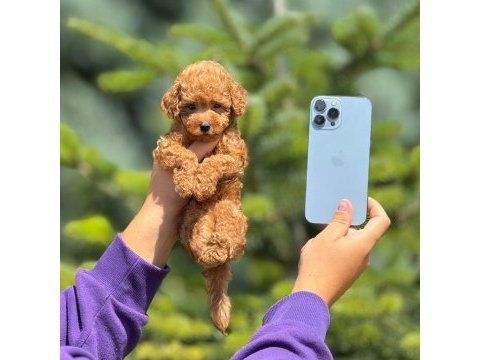 Toy poodle bebeklerimiz