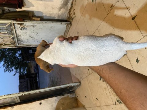 2 adet ömür boyu ırk garantili jack russell