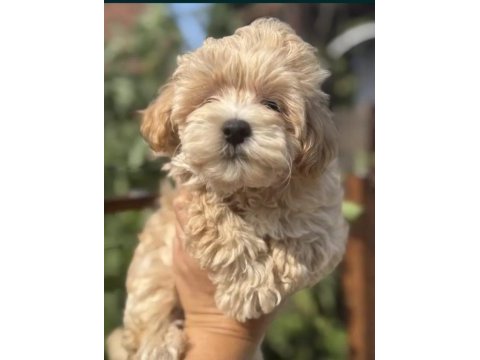 Maltipoo bebekler