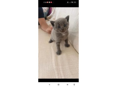 Kedimi uyguna vereceğim son yavrum açıklamayı okuyun