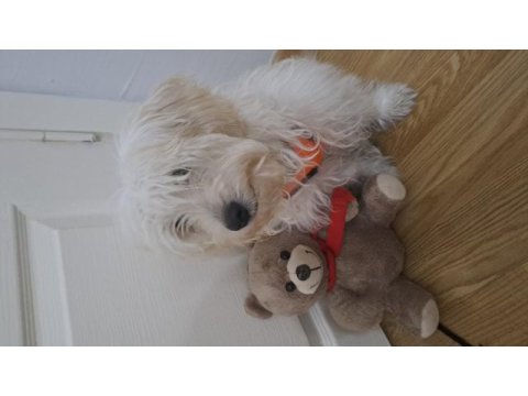 6 aylık erkek maltipoo teacup
