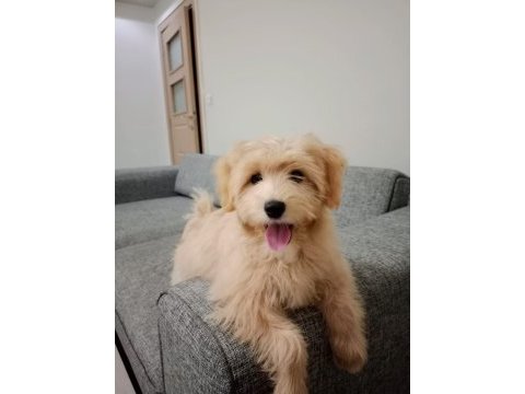 9 aylık maltipoo kızımı sahiplendirmek istiyorum