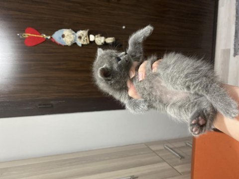 Scottish fold sahiplendirme
