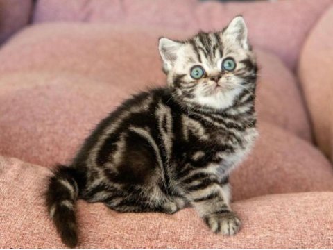 Saf kan silver tabby british shorthair
