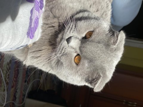 Erkek scottish fold oğluma gelin adayı arıyorum