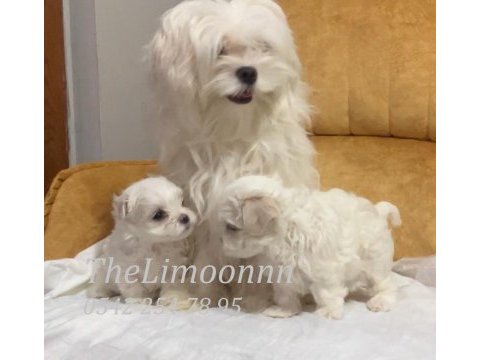 Veteriner hekim kontrolünde maltese terrier yavruları