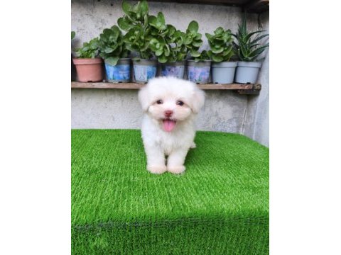 Maltese erkek yavru