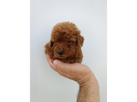 Orjinal toy poodle bebeklerimiz