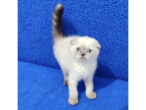 Teslime hazır mükemmel bir scottish fold