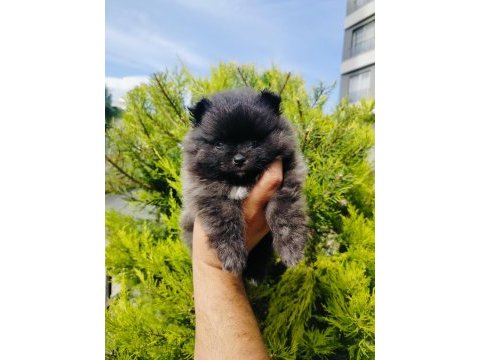 Siyah pomeranian yavrularımız