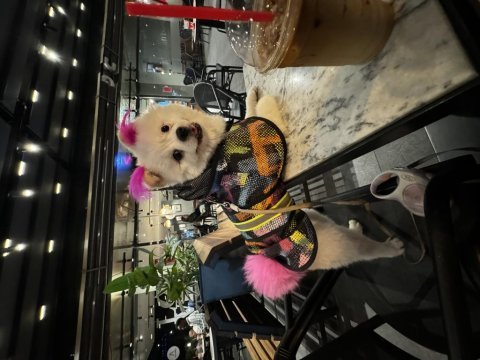 Pomeranian beyaz ameliyat sebebi ile 1.5 yaşında