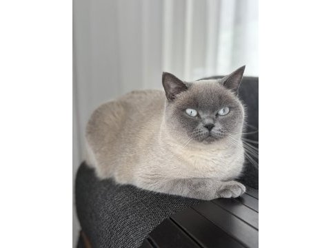 British blue point