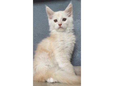 2 buçuk aylık renk renk iri safkan maine coon yavruları