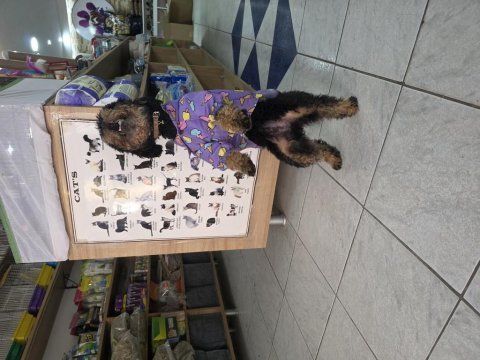 9 aylık dişi eğitimli çok özel toy poodle