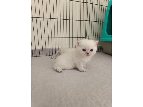 Scottish fold ve scottish straight yavrularım