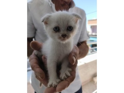 Sütten yeni kesilmiş scottish fold ve iran chinchilla yavru