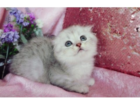 British shorthair ve scottish fold bebeklerim