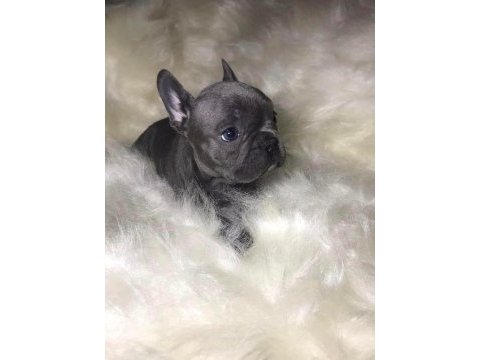 Şirinlik abidesi french bulldog bebekler