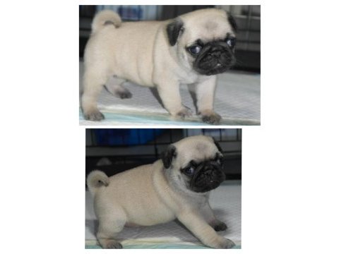 Pug mops yavrular
