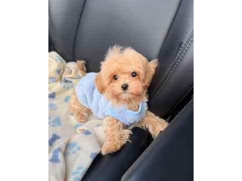 Maltipoo cinsi yavrularımız