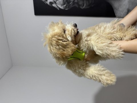 3.5 aylık maltipoo harika bir dişi