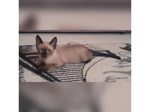 Ucretsız sahiplendirme aıle verılecektır