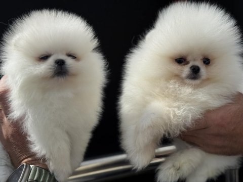 Petmode köpek çiftliğinde ziyarete açık pomeranian