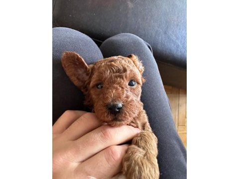 Red brown toy poodle yavrular