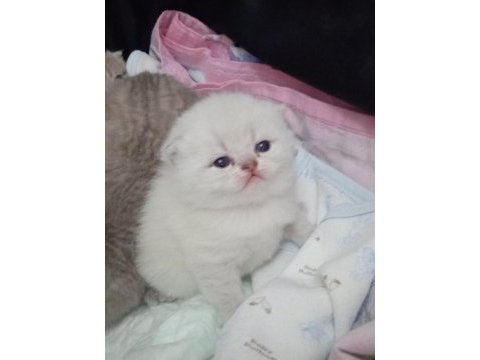Dişi kedi scottish fold