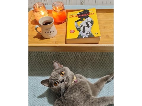 British shorthair dişi kedimiz