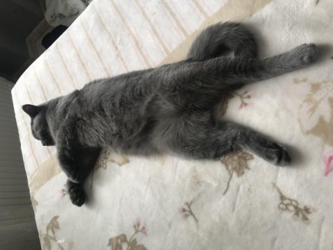 7 aylık british shorthair erkek