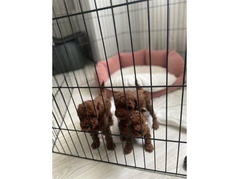 Kore red brown teacup poodle 2 aylık dişi ve erkek